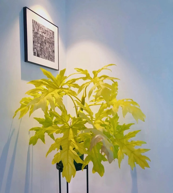 Cây cảnh lá đẹp hơn hoa, biến ban công thành thiên đường nhiệt đới mát lành, xua tan oi bức-2