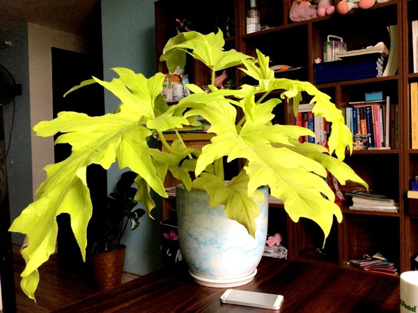 Cây cảnh lá đẹp hơn hoa, biến ban công thành thiên đường nhiệt đới mát lành, xua tan oi bức-3