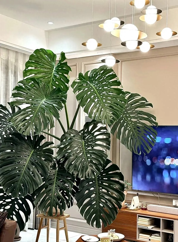 Cây cảnh lá đẹp hơn hoa, biến ban công thành thiên đường nhiệt đới mát lành, xua tan oi bức-5