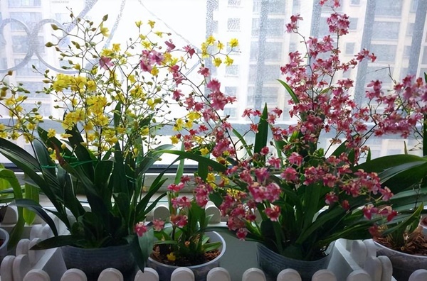 Cây cảnh lá đẹp hơn hoa, biến ban công thành thiên đường nhiệt đới mát lành, xua tan oi bức-11