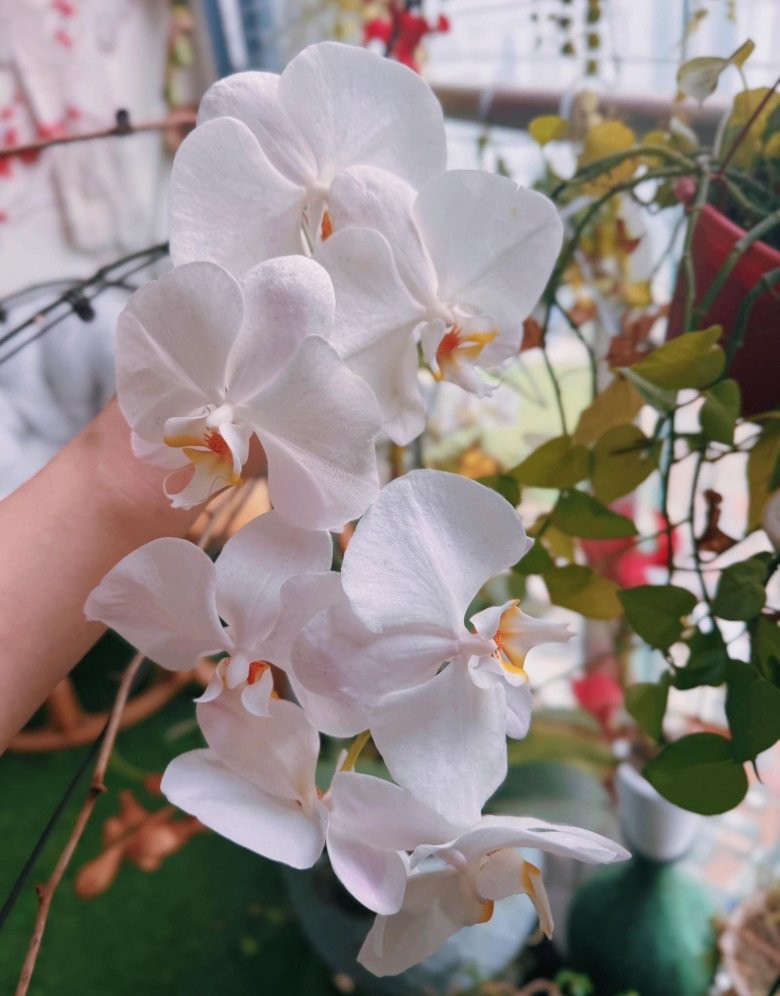 Phương Oanh về thăm nhà cũ sau nửa năm ở với Shark Bình trong biệt thự lớn-1