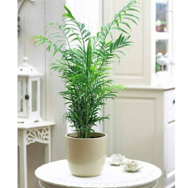 4 loại cây cảnh vừa giảm nhiệt ngày nóng lại nịnh Thần tài, được người giàu coi như báu vật-3