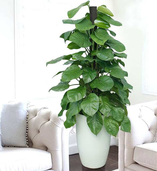 4 loại cây cảnh vừa giảm nhiệt ngày nóng lại nịnh Thần tài, được người giàu coi như báu vật-4