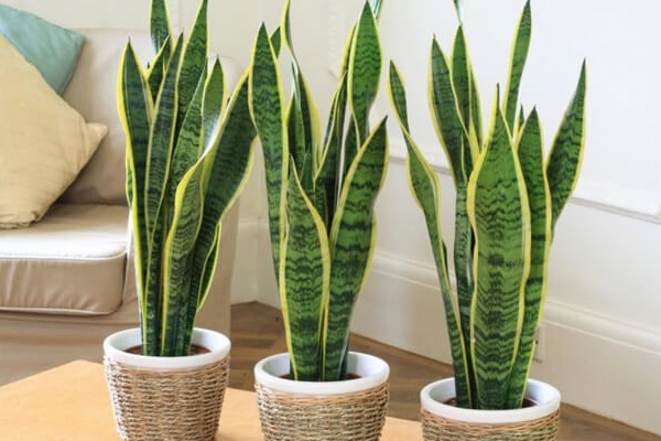 Cây cảnh tràn đầy hơi thở thanh xuân, lá xanh mướt quanh năm, trồng trong nhà chiêu may mắn-16