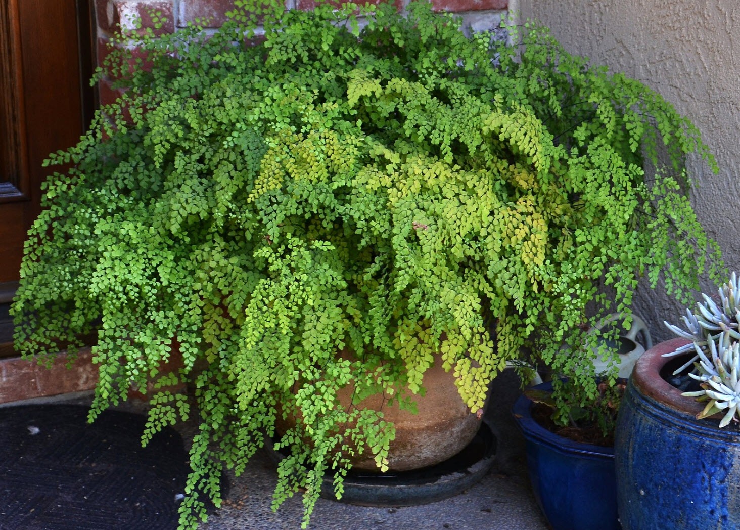 Cây cảnh tràn đầy hơi thở thanh xuân, lá xanh mướt quanh năm, trồng trong nhà chiêu may mắn-1