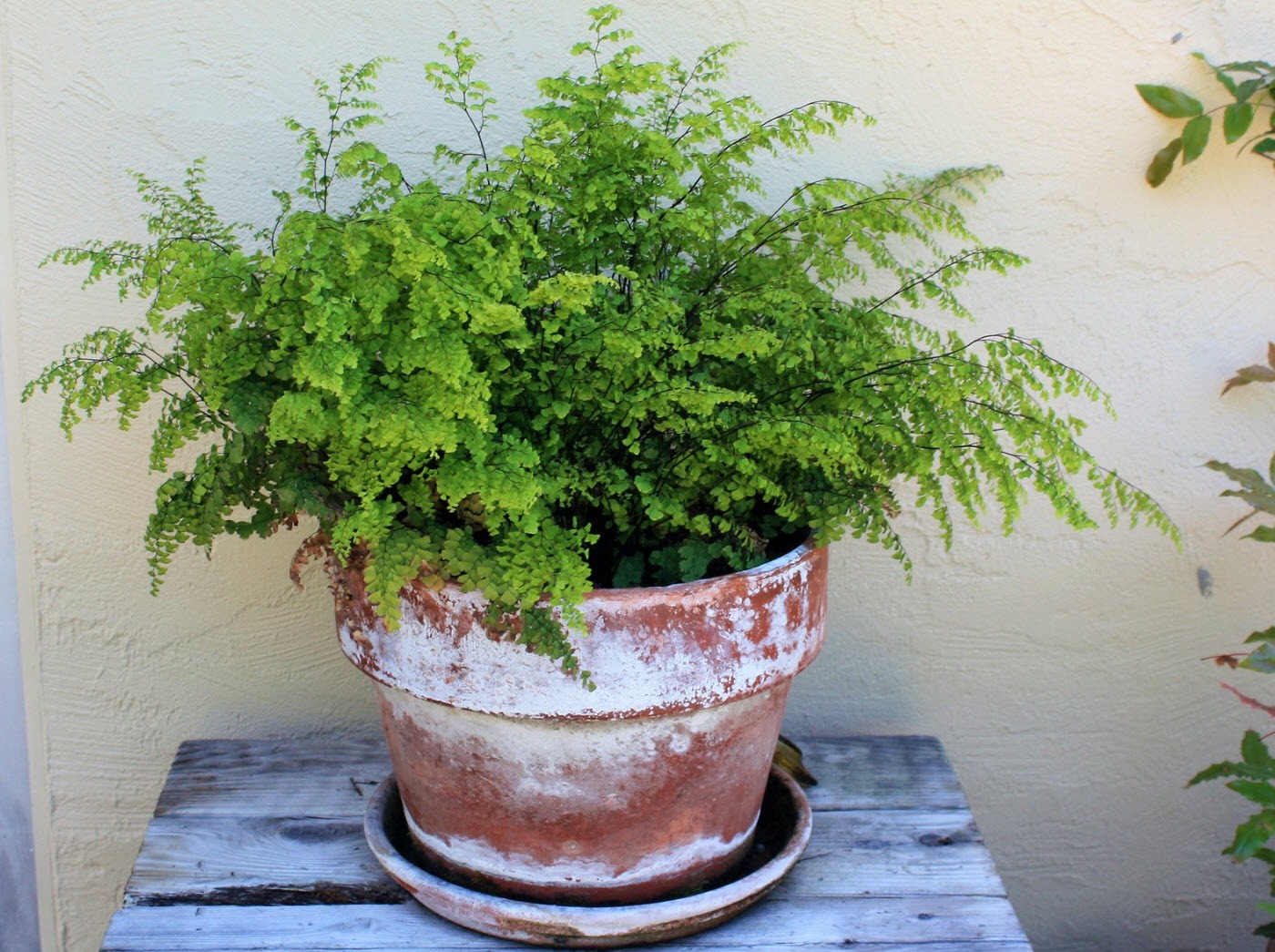 Cây cảnh tràn đầy hơi thở thanh xuân, lá xanh mướt quanh năm, trồng trong nhà chiêu may mắn-3