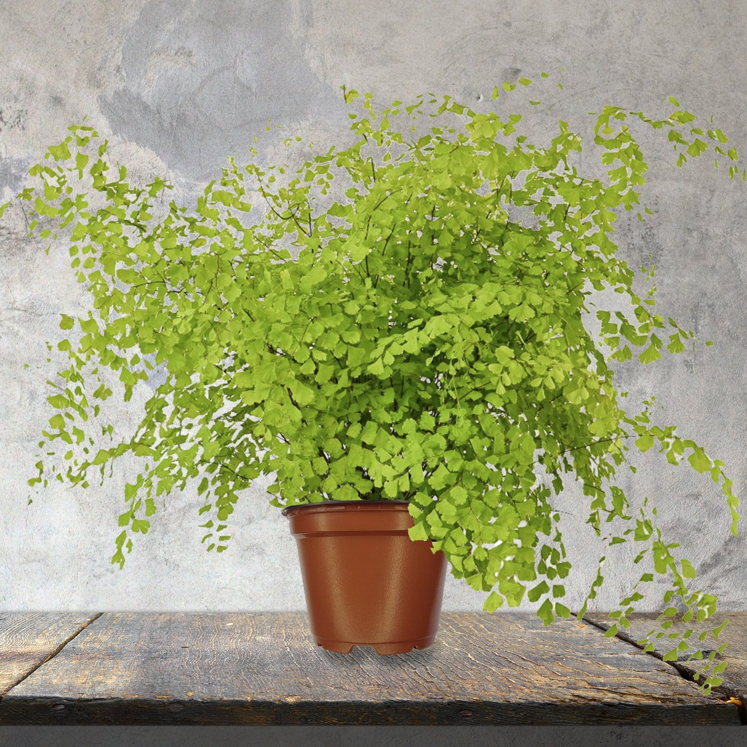 Cây cảnh tràn đầy hơi thở thanh xuân, lá xanh mướt quanh năm, trồng trong nhà chiêu may mắn-4