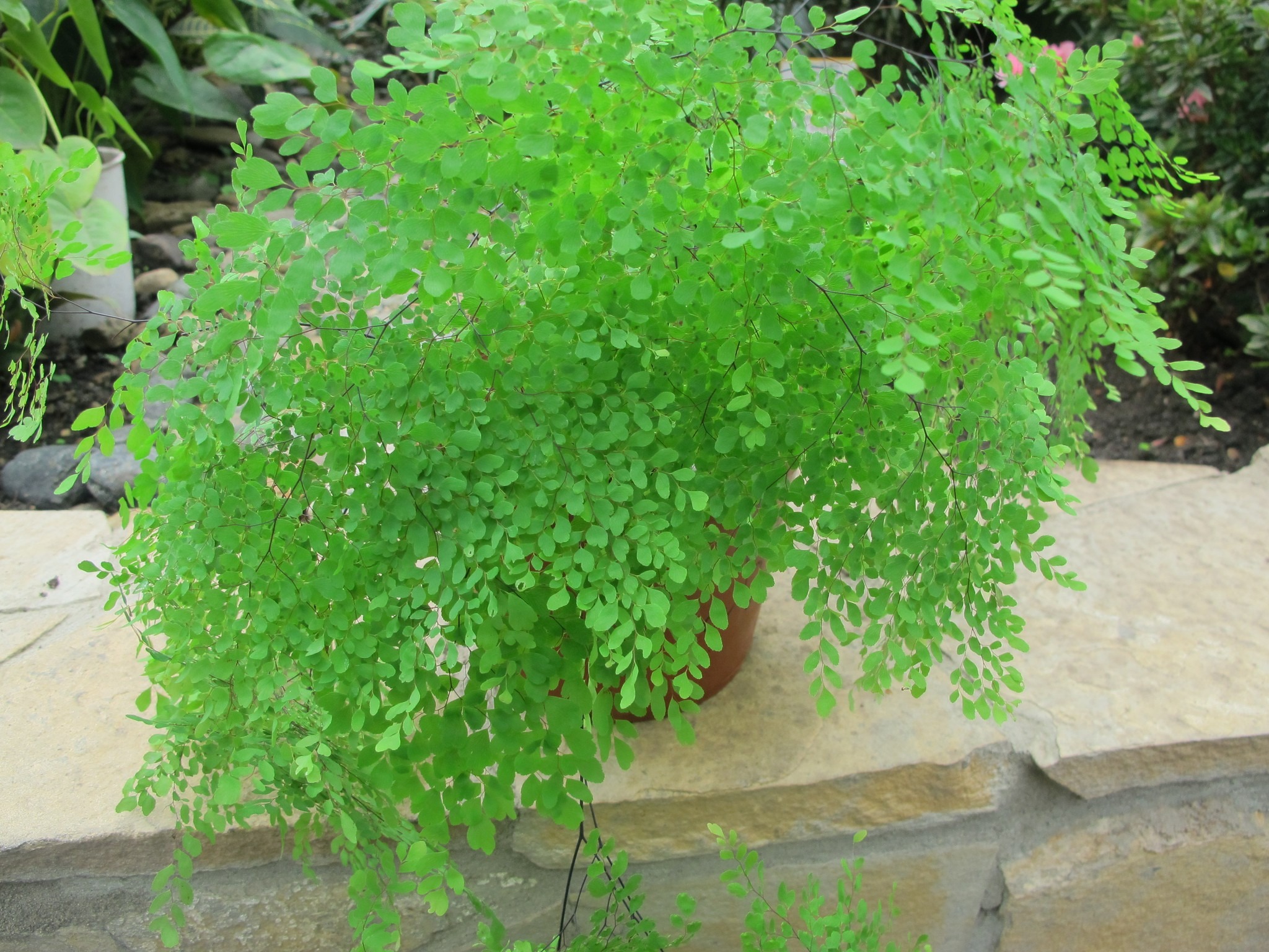 Cây cảnh tràn đầy hơi thở thanh xuân, lá xanh mướt quanh năm, trồng trong nhà chiêu may mắn-6