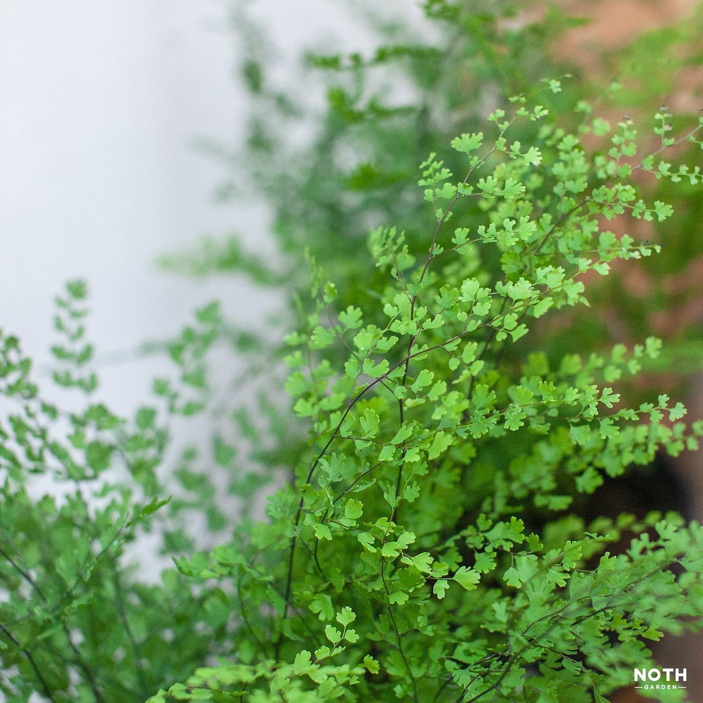 Cây cảnh tràn đầy hơi thở thanh xuân, lá xanh mướt quanh năm, trồng trong nhà chiêu may mắn-7