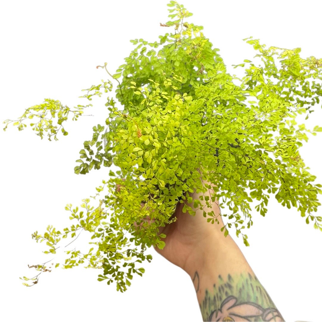 Cây cảnh tràn đầy hơi thở thanh xuân, lá xanh mướt quanh năm, trồng trong nhà chiêu may mắn-8