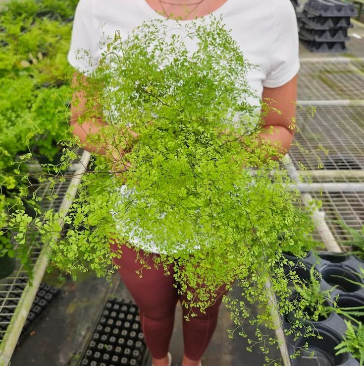 Cây cảnh tràn đầy hơi thở thanh xuân, lá xanh mướt quanh năm, trồng trong nhà chiêu may mắn-9