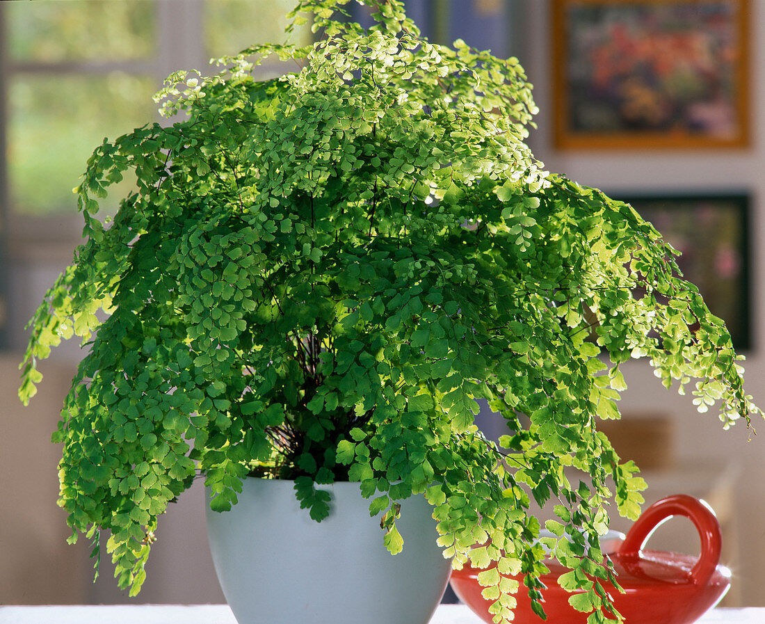 Cây cảnh tràn đầy hơi thở thanh xuân, lá xanh mướt quanh năm, trồng trong nhà chiêu may mắn-10