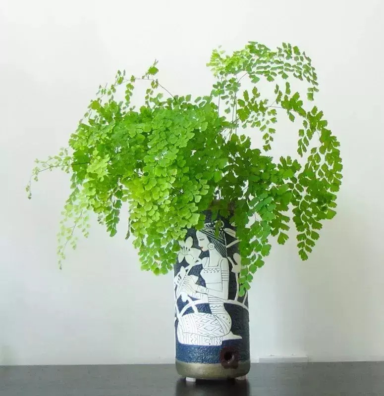 Cây cảnh tràn đầy hơi thở thanh xuân, lá xanh mướt quanh năm, trồng trong nhà chiêu may mắn-13