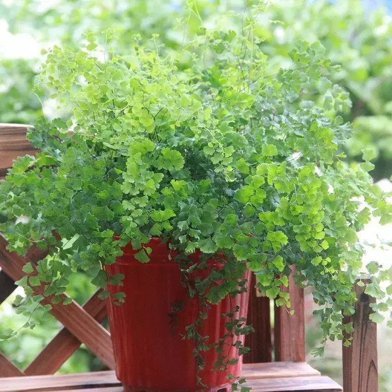 Cây cảnh tràn đầy hơi thở thanh xuân, lá xanh mướt quanh năm, trồng trong nhà chiêu may mắn-14