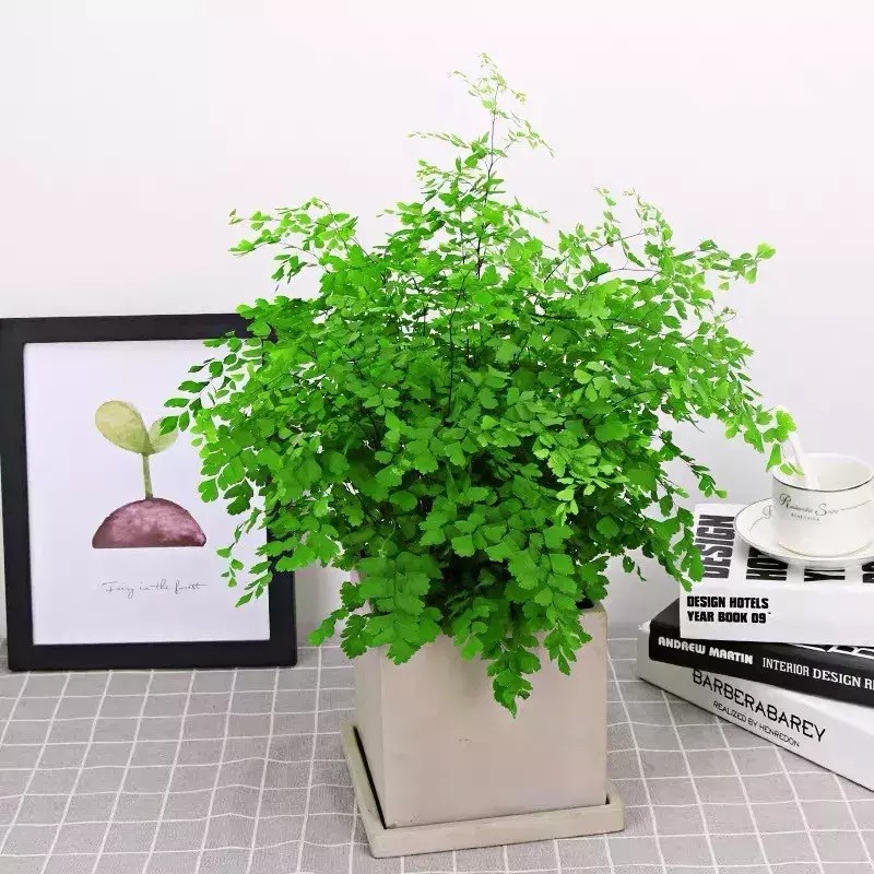 Cây cảnh tràn đầy hơi thở thanh xuân, lá xanh mướt quanh năm, trồng trong nhà chiêu may mắn-15