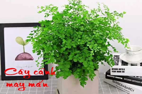 Người xưa nói: Trồng cây cảnh ở 3 nơi, hoa héo, người ốm, tài lộc thất thoát-10