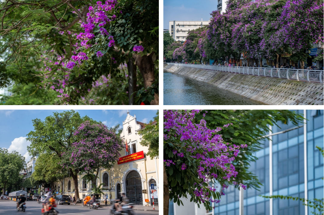 Từ đường phố Hà Nội tới MXH đều ngập sắc tím bằng lăng: Năm nào cũng nở nhưng năm nay bỗng phủ sóng khắp mọi mặt trận-1