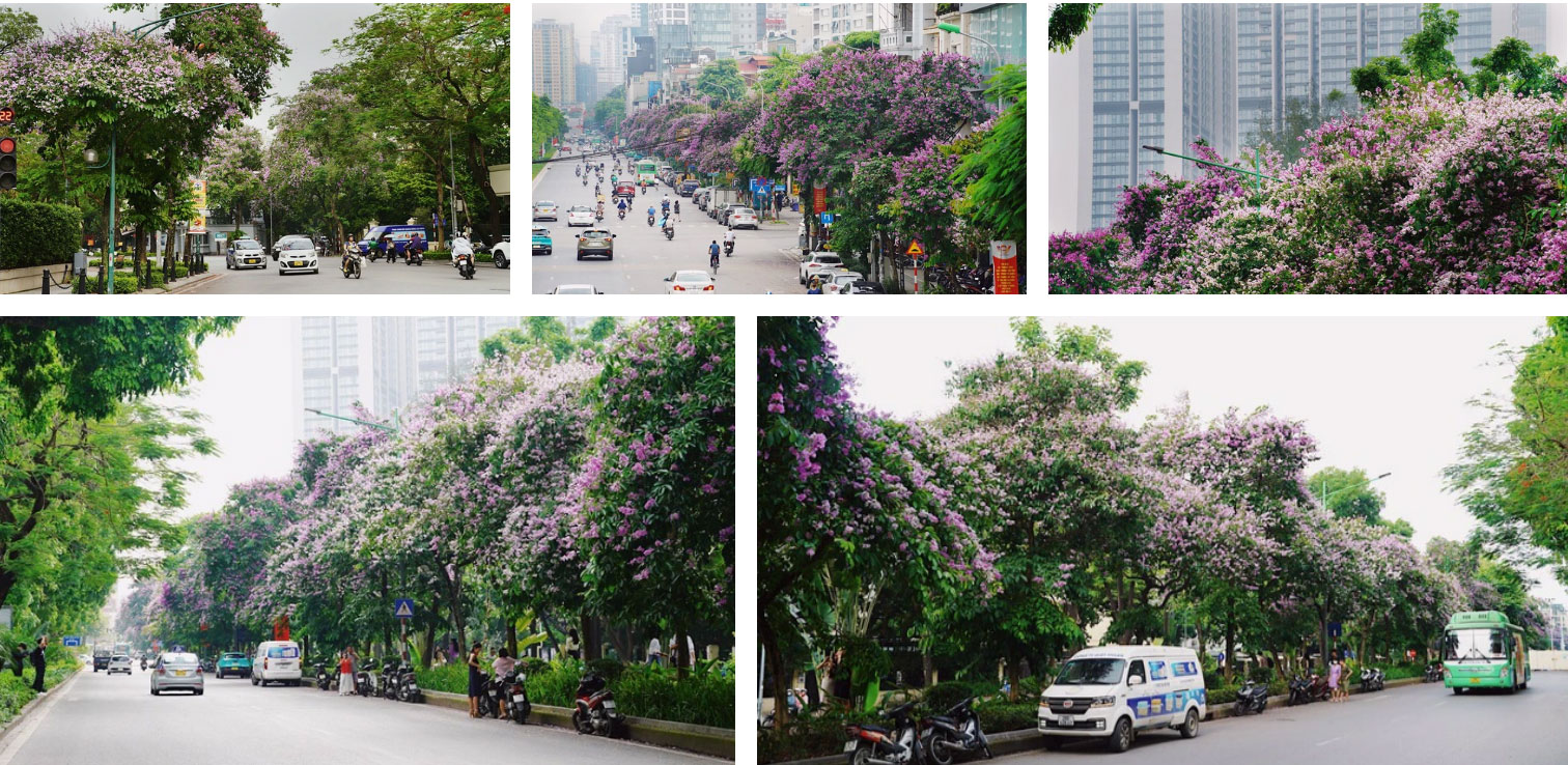 Từ đường phố Hà Nội tới MXH đều ngập sắc tím bằng lăng: Năm nào cũng nở nhưng năm nay bỗng phủ sóng khắp mọi mặt trận-2