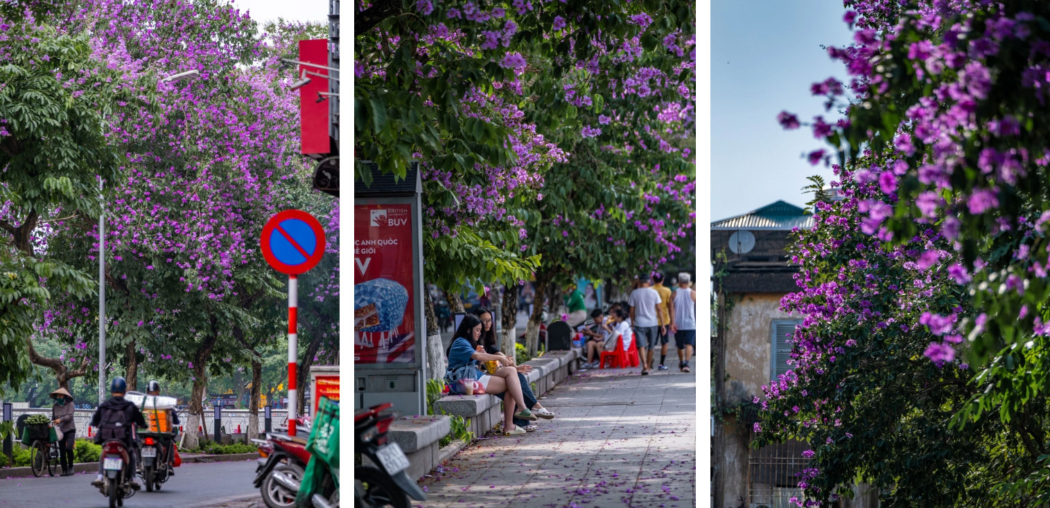 Từ đường phố Hà Nội tới MXH đều ngập sắc tím bằng lăng: Năm nào cũng nở nhưng năm nay bỗng phủ sóng khắp mọi mặt trận-4