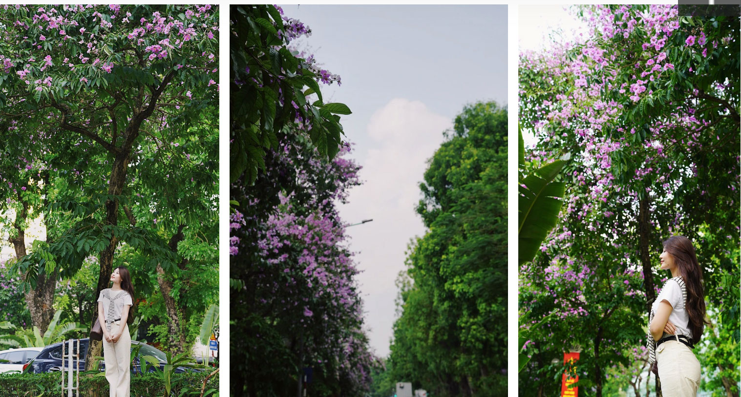 Từ đường phố Hà Nội tới MXH đều ngập sắc tím bằng lăng: Năm nào cũng nở nhưng năm nay bỗng phủ sóng khắp mọi mặt trận-5