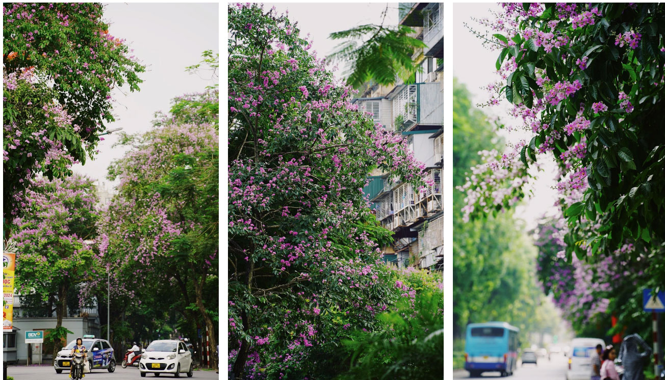 Từ đường phố Hà Nội tới MXH đều ngập sắc tím bằng lăng: Năm nào cũng nở nhưng năm nay bỗng phủ sóng khắp mọi mặt trận-6