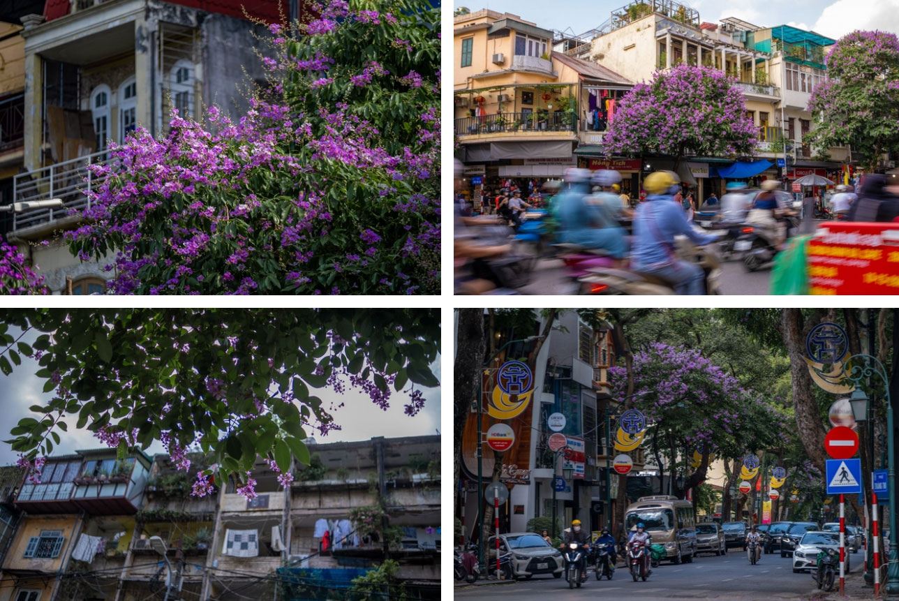 Từ đường phố Hà Nội tới MXH đều ngập sắc tím bằng lăng: Năm nào cũng nở nhưng năm nay bỗng phủ sóng khắp mọi mặt trận-8