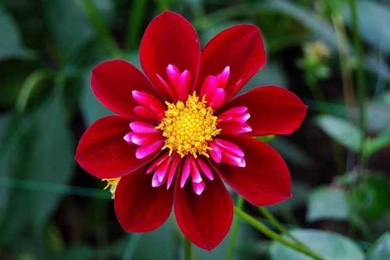 3 tuần tới đây: 3 con giáp nhận cơ hội vàng, chuyển bại thành thắng, tiền đồ thênh thang