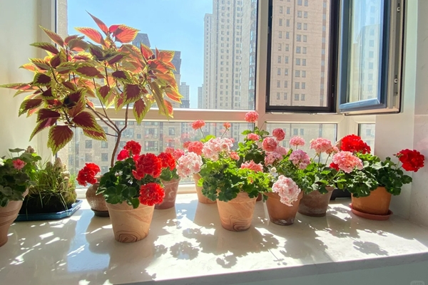 Cây cảnh chỉ nhà giàu mới trồng, lớn nhanh như thổi, cành khỏe, lá to, xòe tay đón lộc tứ phương-19