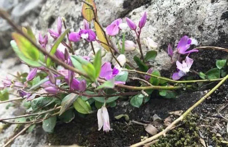 Cây dại cổ xưa vào rừng tìm mới thấy, hái bán đút túi hơn 300.000đ/kg-1