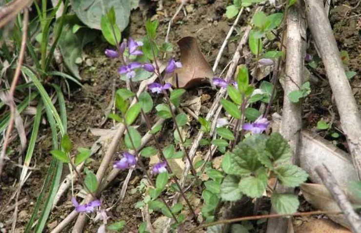 Cây dại cổ xưa vào rừng tìm mới thấy, hái bán đút túi hơn 300.000đ/kg-2