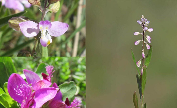 Cây dại cổ xưa vào rừng tìm mới thấy, hái bán đút túi hơn 300.000đ/kg-3