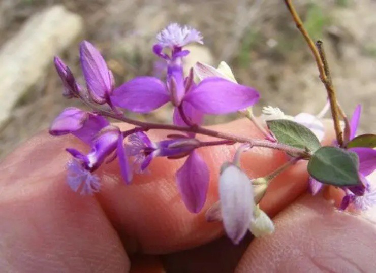 Cây dại cổ xưa vào rừng tìm mới thấy, hái bán đút túi hơn 300.000đ/kg-4