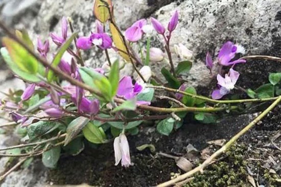 Cây dại cổ xưa vào rừng tìm mới thấy, hái bán đút túi hơn 300.000đ/kg