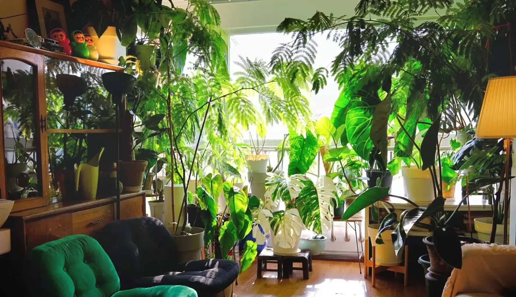 Cây cảnh chỉ nhà giàu mới trồng, lớn nhanh như thổi, cành khỏe, lá to, xòe tay đón lộc tứ phương-1