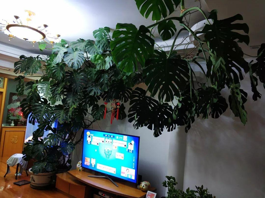 Cây cảnh chỉ nhà giàu mới trồng, lớn nhanh như thổi, cành khỏe, lá to, xòe tay đón lộc tứ phương-2