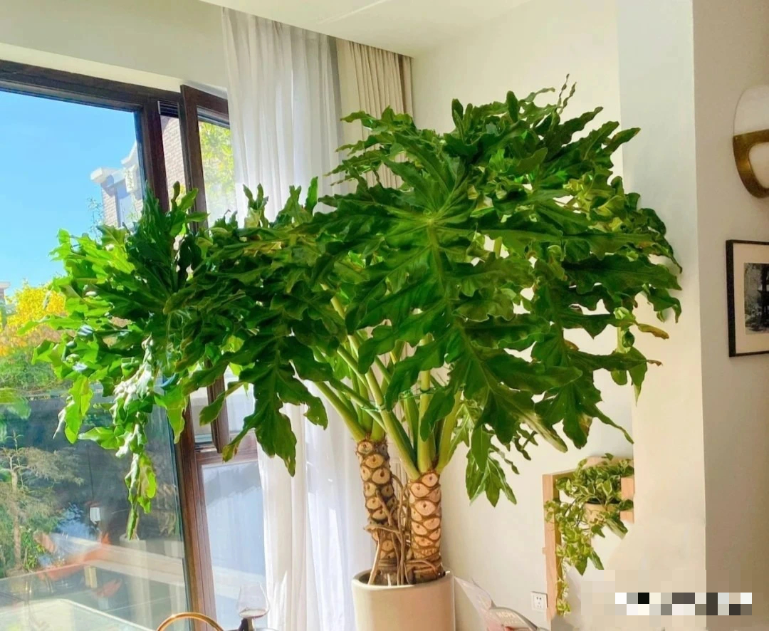 Cây cảnh chỉ nhà giàu mới trồng, lớn nhanh như thổi, cành khỏe, lá to, xòe tay đón lộc tứ phương-4