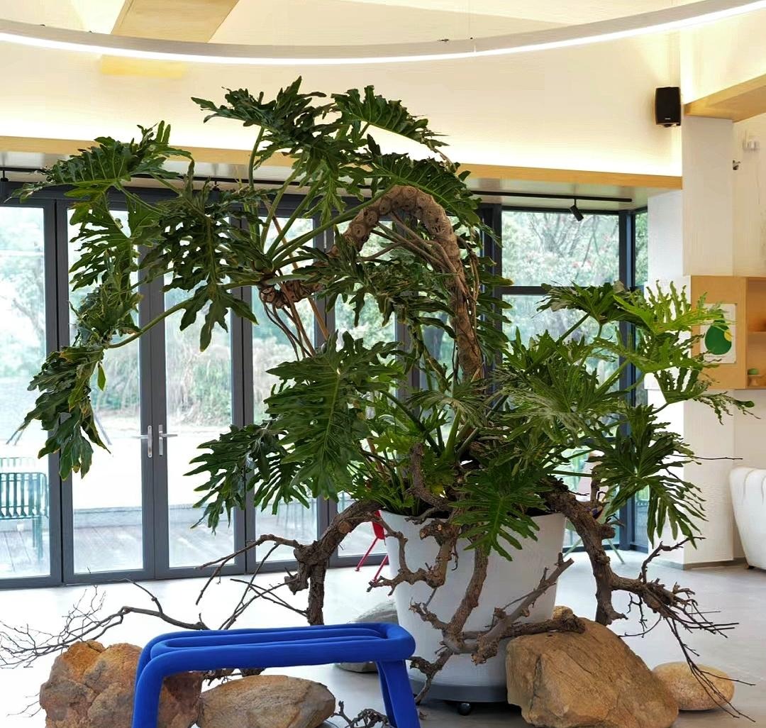 Cây cảnh chỉ nhà giàu mới trồng, lớn nhanh như thổi, cành khỏe, lá to, xòe tay đón lộc tứ phương-5