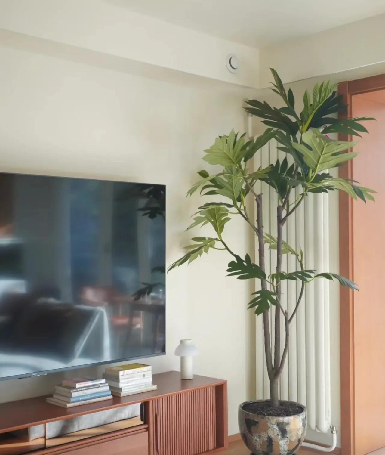 Cây cảnh chỉ nhà giàu mới trồng, lớn nhanh như thổi, cành khỏe, lá to, xòe tay đón lộc tứ phương-6