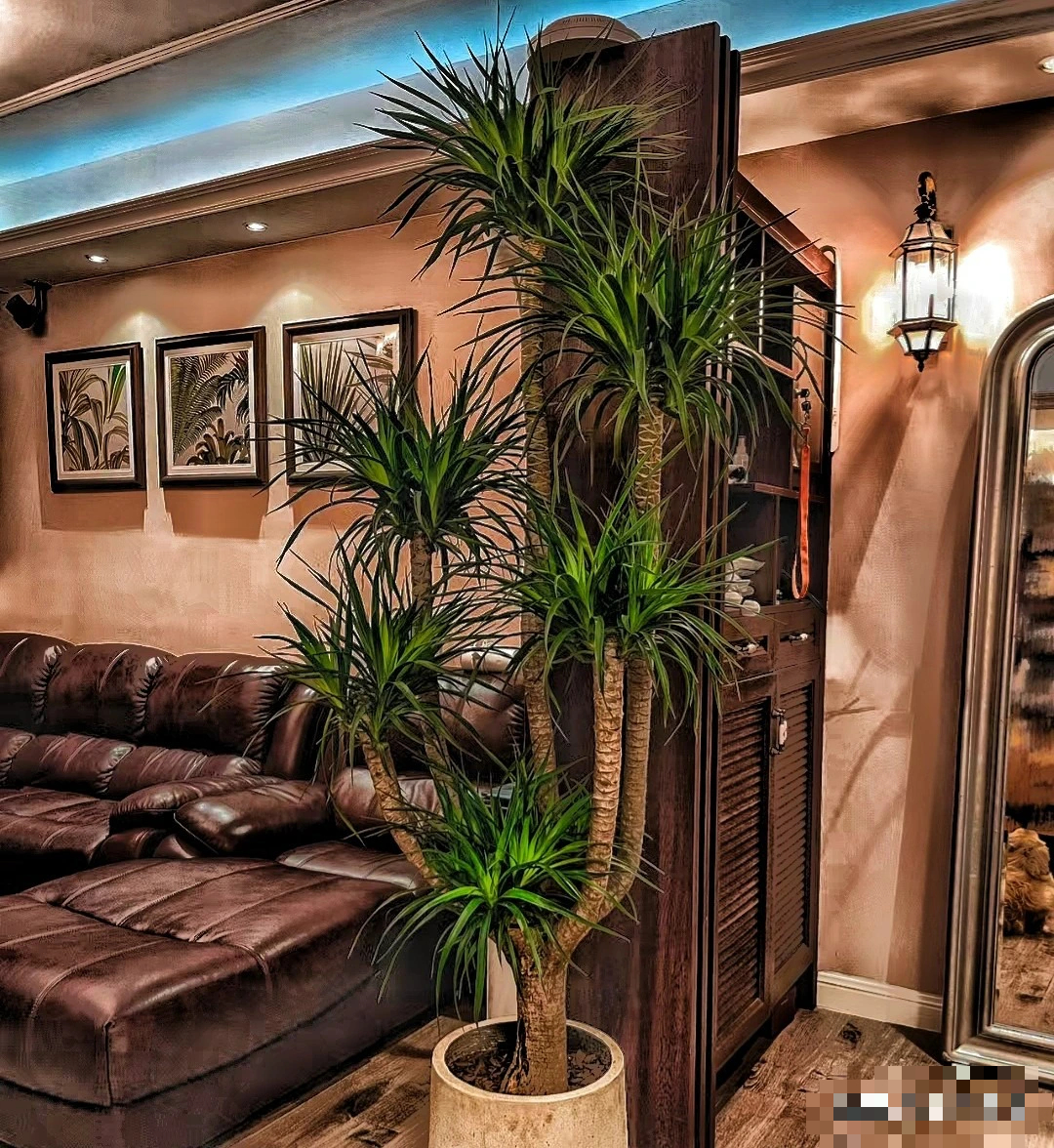 Cây cảnh chỉ nhà giàu mới trồng, lớn nhanh như thổi, cành khỏe, lá to, xòe tay đón lộc tứ phương-7