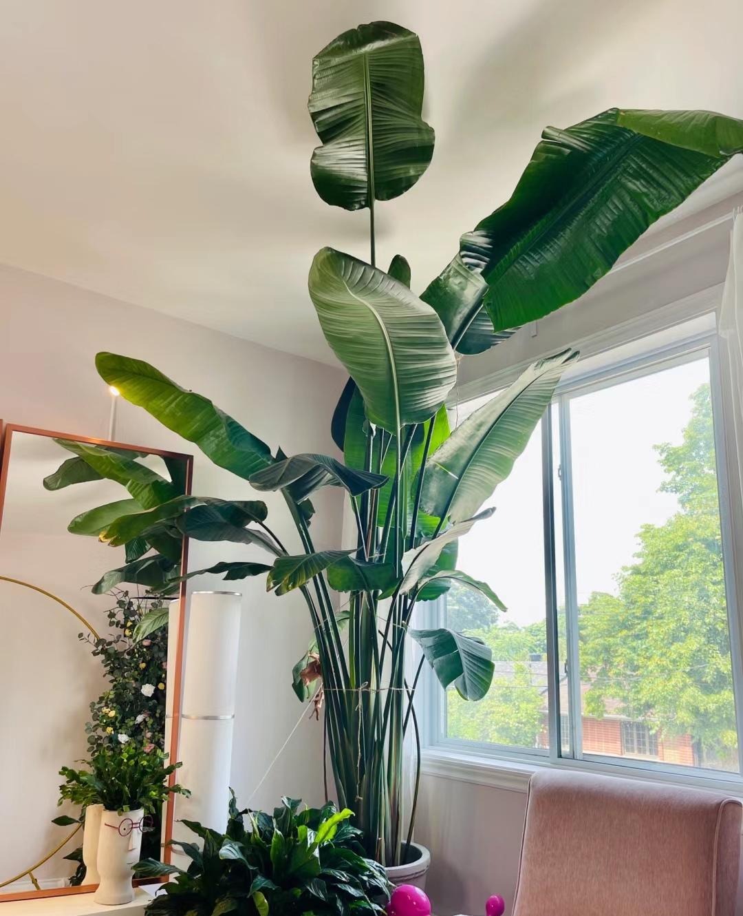 Cây cảnh chỉ nhà giàu mới trồng, lớn nhanh như thổi, cành khỏe, lá to, xòe tay đón lộc tứ phương-9