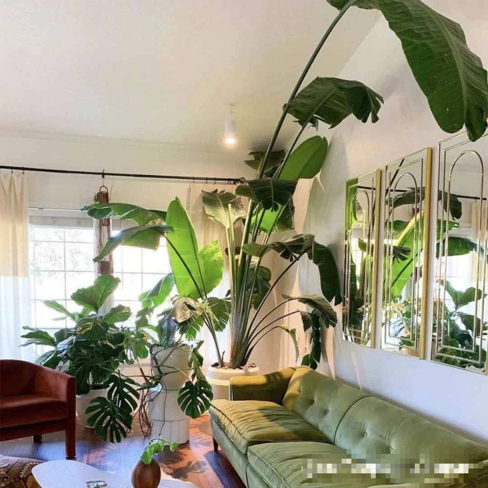 Cây cảnh chỉ nhà giàu mới trồng, lớn nhanh như thổi, cành khỏe, lá to, xòe tay đón lộc tứ phương-10