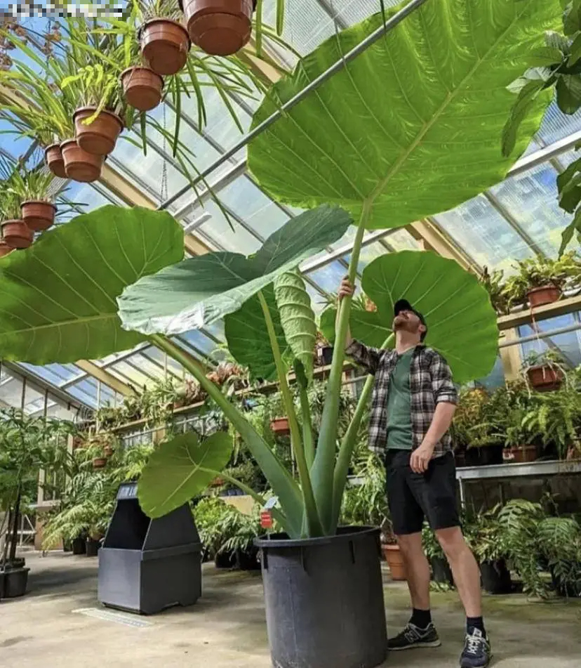 Cây cảnh chỉ nhà giàu mới trồng, lớn nhanh như thổi, cành khỏe, lá to, xòe tay đón lộc tứ phương-11