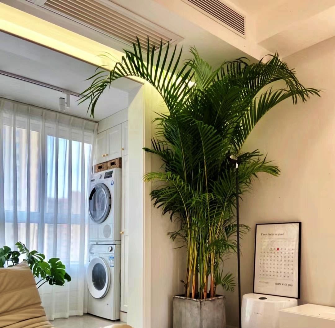 Cây cảnh chỉ nhà giàu mới trồng, lớn nhanh như thổi, cành khỏe, lá to, xòe tay đón lộc tứ phương-13