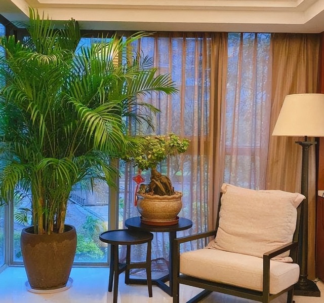 Cây cảnh chỉ nhà giàu mới trồng, lớn nhanh như thổi, cành khỏe, lá to, xòe tay đón lộc tứ phương-14