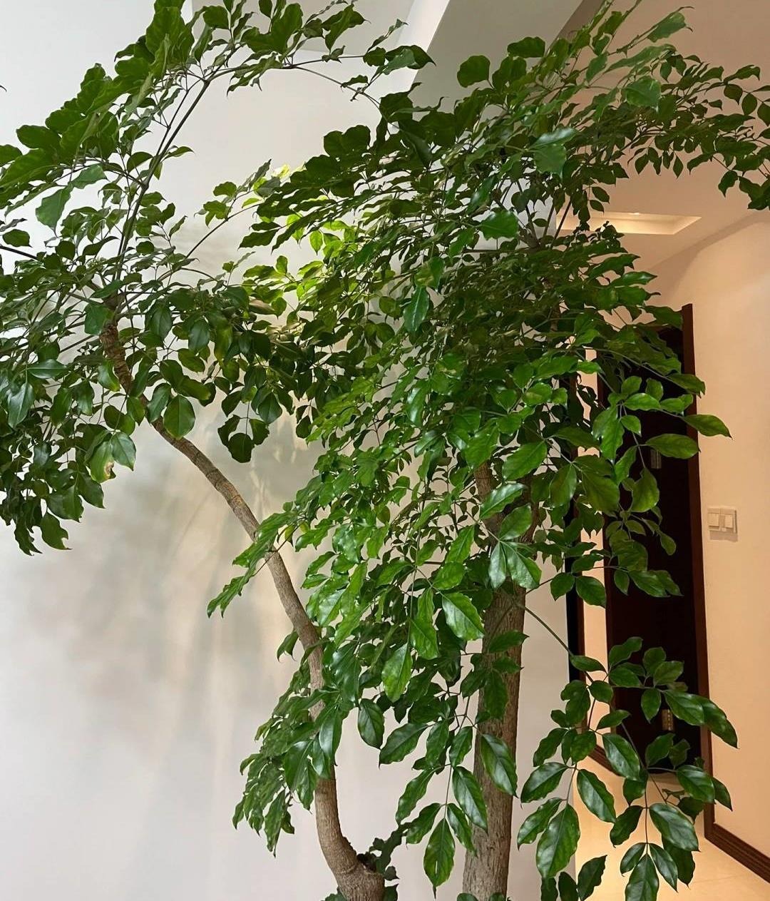 Cây cảnh chỉ nhà giàu mới trồng, lớn nhanh như thổi, cành khỏe, lá to, xòe tay đón lộc tứ phương-15