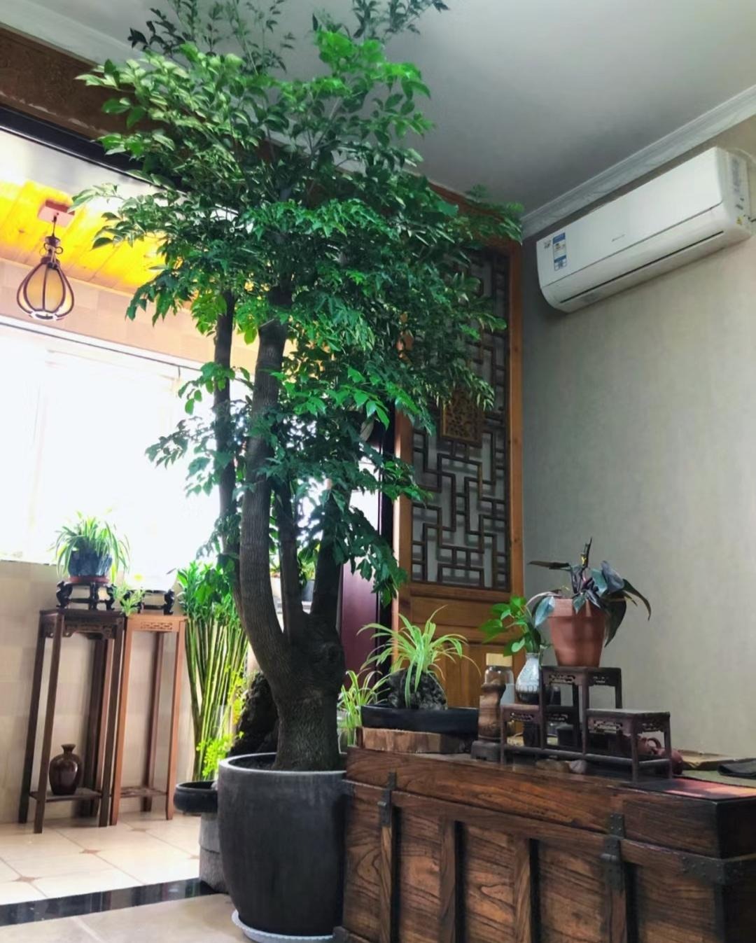 Cây cảnh chỉ nhà giàu mới trồng, lớn nhanh như thổi, cành khỏe, lá to, xòe tay đón lộc tứ phương-16