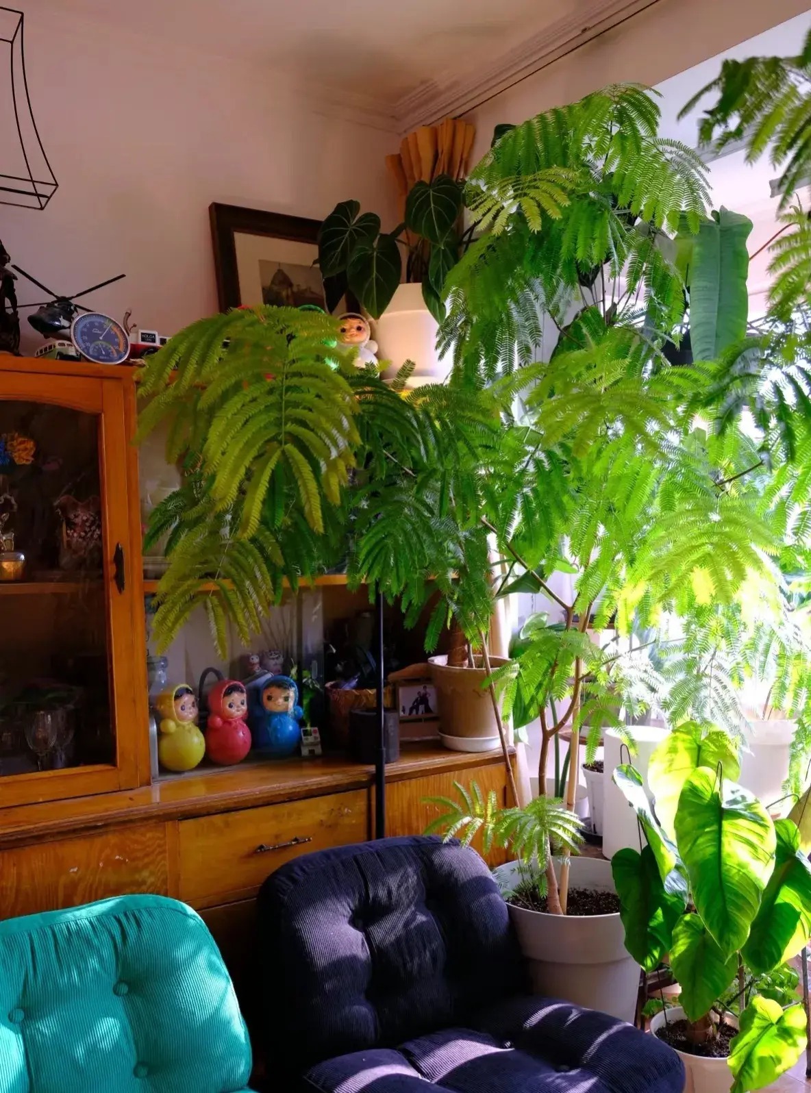 Cây cảnh chỉ nhà giàu mới trồng, lớn nhanh như thổi, cành khỏe, lá to, xòe tay đón lộc tứ phương-17