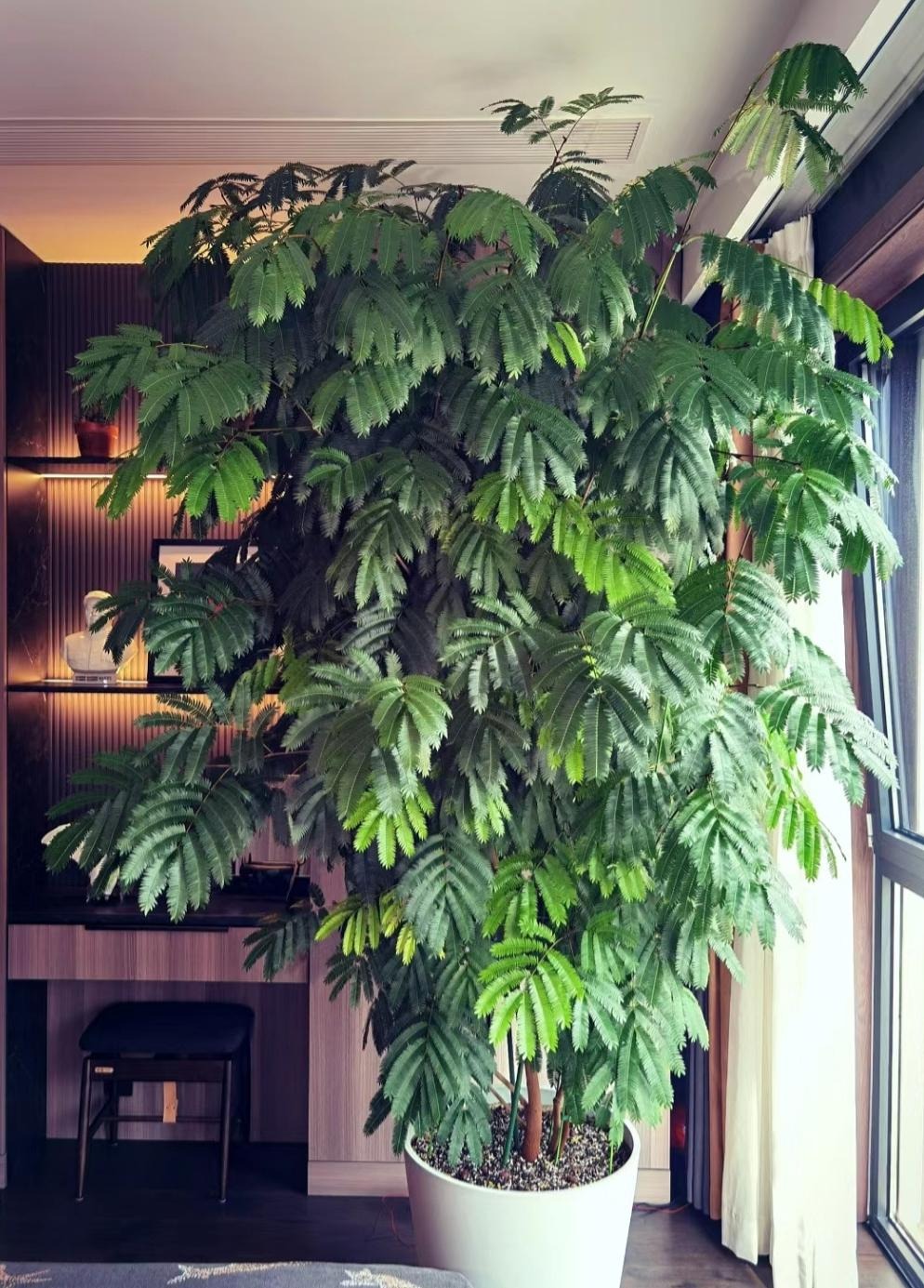 Cây cảnh chỉ nhà giàu mới trồng, lớn nhanh như thổi, cành khỏe, lá to, xòe tay đón lộc tứ phương-18