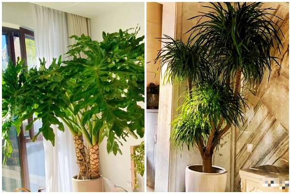 Các cây cảnh trồng ban công này vừa đẹp vừa hỗ trợ chữa bệnh trong những trường hợp khẩn cấp-4