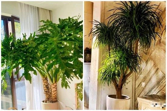 Cây cảnh chỉ nhà giàu mới trồng, lớn nhanh như thổi, cành khỏe, lá to,